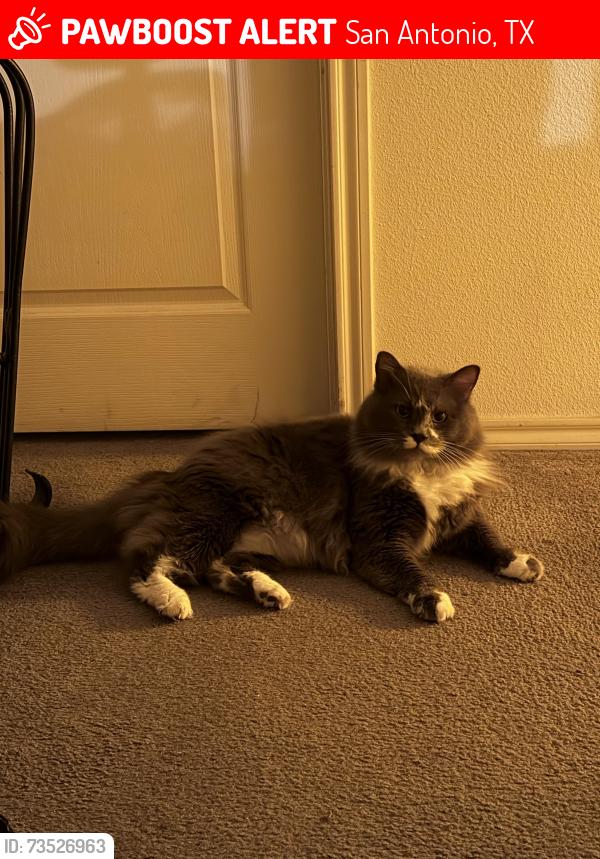 Lost Male Cat last seen S Hausman/ prue/ steubing elementary, San Antonio, TX 78249