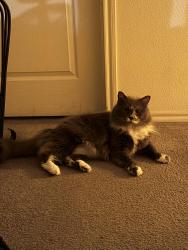 Lost Male Cat last seen S Hausman/ prue/ steubing elementary, San Antonio, TX 78249