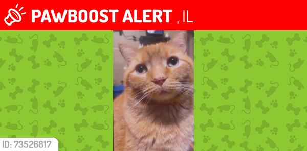 Lost Male Cat last seen Niantic il, Harristown, IL 62537