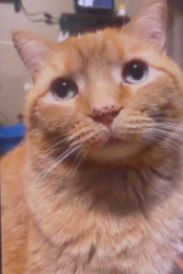Lost Male Cat last seen Niantic il, Harristown, IL 62537