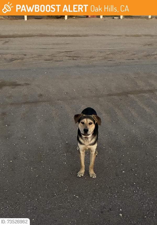 Found/Stray Male Dog last seen Fremontia rd and Neilson rd, Oak Hills, CA 92344