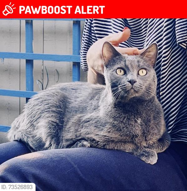 Lost Female Cat last seen Del Obispo/ Alipaz, San Juan Capistrano, CA 92675