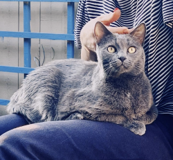 Lost Female Cat last seen Del Obispo/ Alipaz, San Juan Capistrano, CA 92675