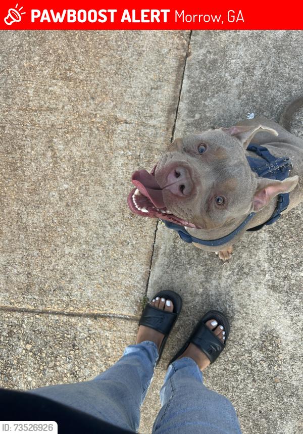 Lost Male Dog last seen Reynolds rd, Morrow, GA 30260
