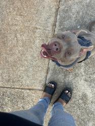 Lost Male Dog last seen Reynolds rd, Morrow, GA 30260