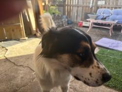 Found/Stray Male Dog last seen Toddville, Seabrook, TX 77586