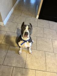 Lost Male Dog last seen Townwood dr and airport, Houston, TX 77045