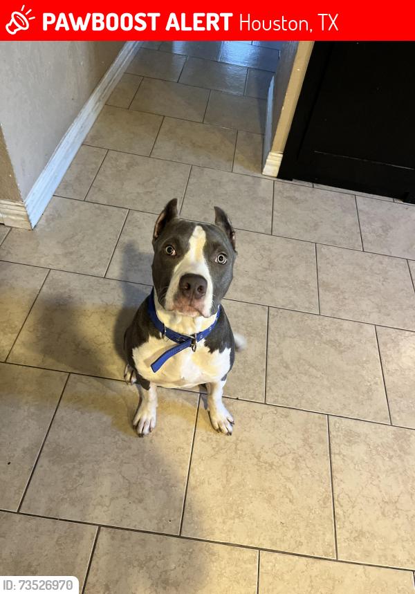 Lost Male Dog last seen Townwood dr and airport, Houston, TX 77045