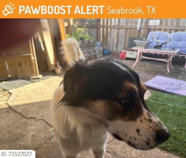 Found/Stray Male Dog last seen Toddville, Seabrook, TX 77586