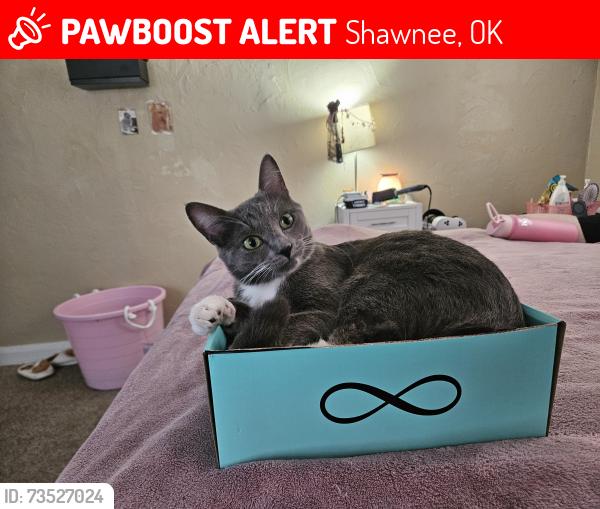 Lost Male Cat last seen Dewey and louisa, Shawnee, OK 74801