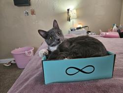 Lost Male Cat last seen Dewey and louisa, Shawnee, OK 74801