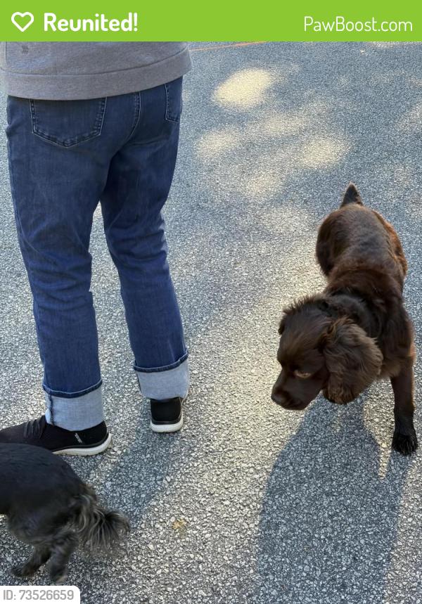 Reunited Male Dog last seen Pelham Rd and Woodberry near Summerplace and Woodberry neighborhoods, Greer, SC 29650