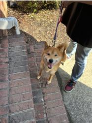 Reunited Male Dog last seen Near Hog Mountain Rd and Mineral Springs Rd, Gwinnett County, GA 30548