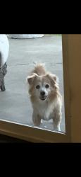Lost Male Dog last seen Easton and Acacia, Rialto, CA 92376