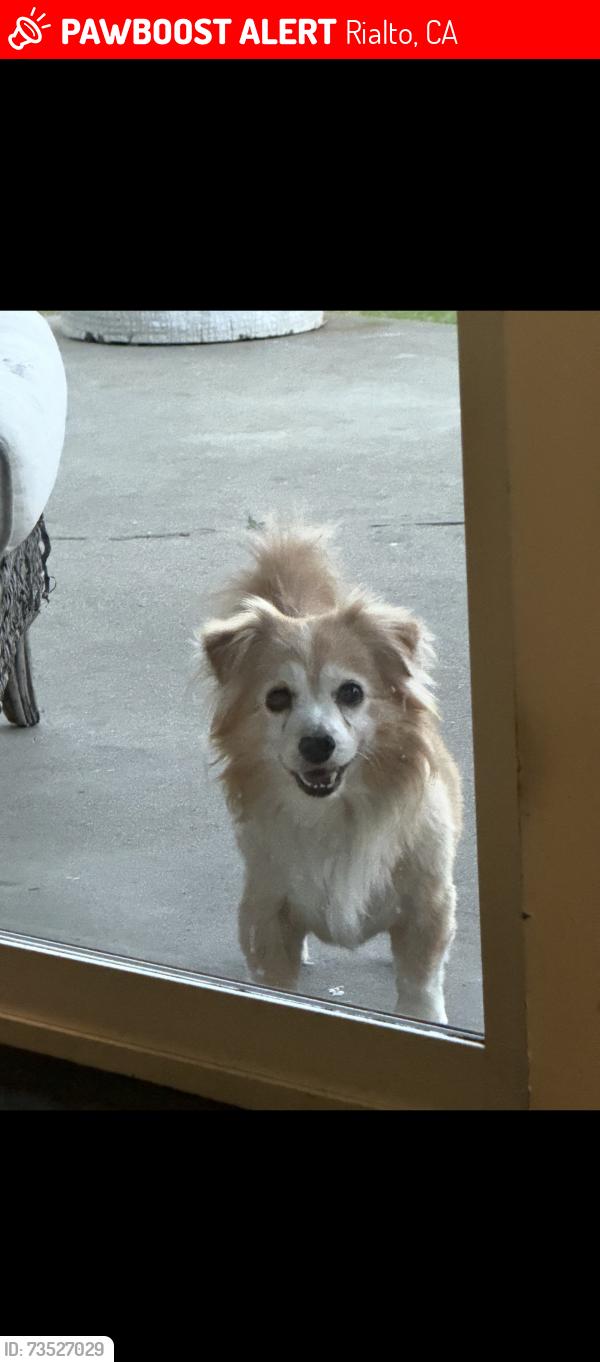 Lost Male Dog last seen Easton and Acacia, Rialto, CA 92376