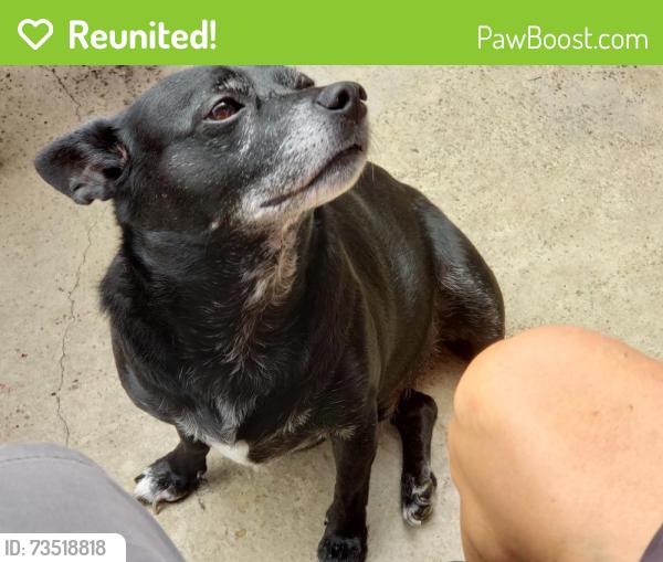 Reunited Male Dog last seen Cove road, Stuart, FL 34997