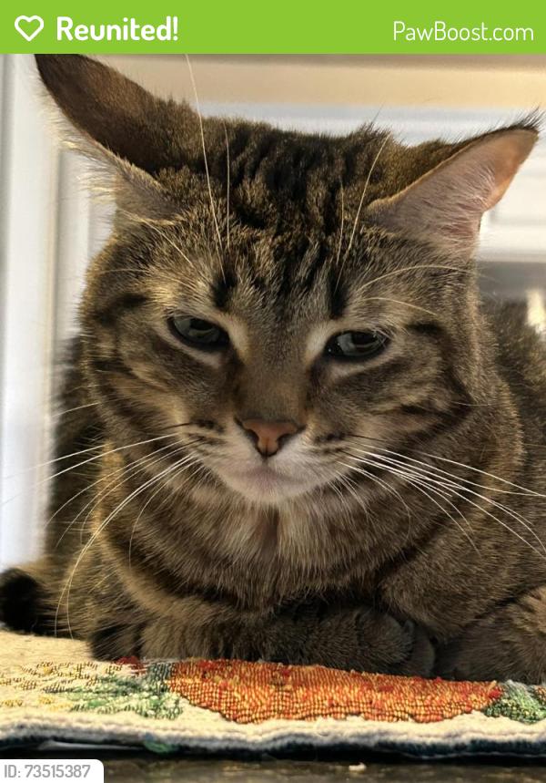 Reunited Unknown Cat last seen State and center, Saginaw Township North, MI 48603
