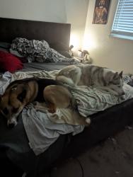 Reunited Male Dog last seen Possibly by Delta Little League School, Stockton, CA 95209