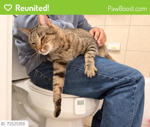 Reunited Male Cat last seen Overlook Parkway & Canyon Golf Road, San Antonio, TX 78260