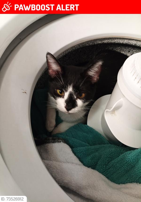 Lost Female Cat last seen Slaseman Dr, New Cumberland, PA 17070