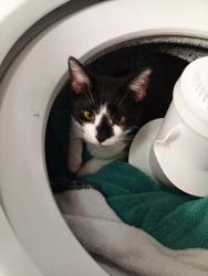 Lost Female Cat last seen Slaseman Dr, New Cumberland, PA 17070