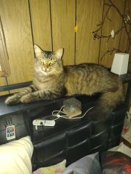 Reunited Male Cat last seen Ridge rd west, Brockport, NY 14420