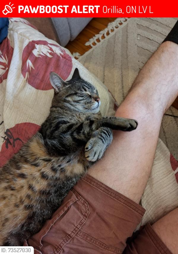 Lost Male Cat last seen Albert Street South and Barrie Rd., Orillia, ON L3V 5L2