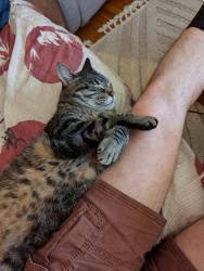 Lost Male Cat last seen Albert Street South and Barrie Rd., Orillia, ON L3V 5L2