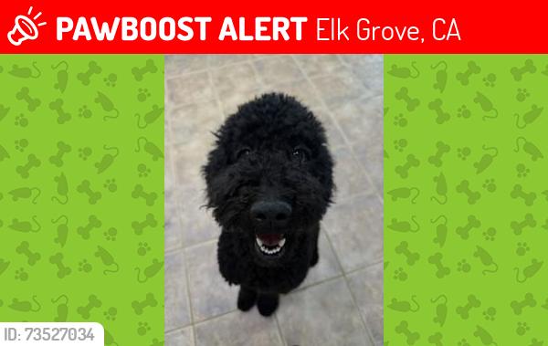 Lost Female Dog last seen halverson drive/Elk Grove Florin, Elk Grove, CA 95624