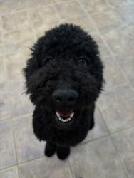 Lost Female Dog last seen halverson drive/Elk Grove Florin, Elk Grove, CA 95624