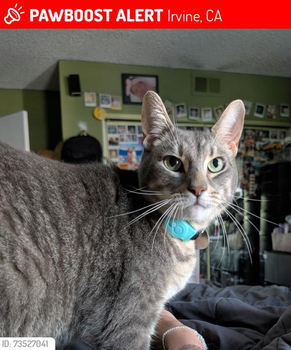 Lost Male Cat last seen Park place & Carlina, Irvine, CA 92620