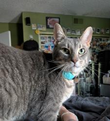 Lost Male Cat last seen Park place & Carlina, Irvine, CA 92620