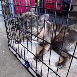Reunited Female Dog last seen E Loma Linda, Temecula, CA 92592