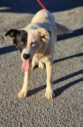 Shelter Stray Female Dog last seen Near AMBERWOOD RD PICKENS, SC 29671, PICKENS COUNTY, SC, 193 County Farm Rd, Pickens, SC 29671, USA