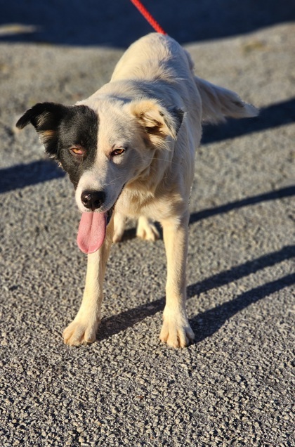 Shelter Stray Female Dog last seen Near AMBERWOOD RD PICKENS, SC 29671, PICKENS COUNTY, SC, 193 County Farm Rd, Pickens, SC 29671, USA
