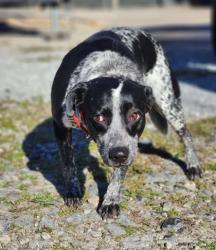 Shelter Stray Female Dog last seen Near E PRESTON MCDANIEL RD PICKENS, SC 29671, PICKENS COUNTY, SC, 193 County Farm Rd, Pickens, SC 29671, USA