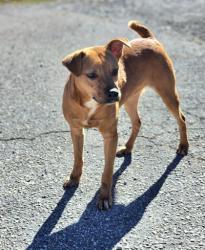 Shelter Stray Male Dog last seen Near MONTANA RD EASLEY, SC 29640, PICKENS COUNTY, SC, 193 County Farm Rd, Pickens, SC 29671, USA