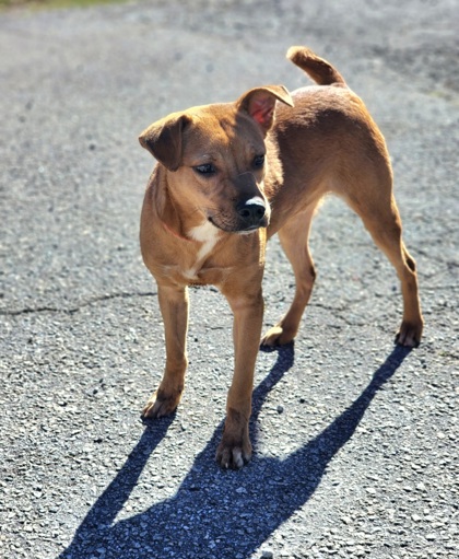 Shelter Stray Male Dog last seen Near MONTANA RD EASLEY, SC 29640, PICKENS COUNTY, SC, 193 County Farm Rd, Pickens, SC 29671, USA