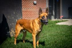 Shelter Stray Male Dog last seen Wilmar Road, Vanceboro, NC, 1639 Old Airport Rd, New Bern, NC 28562, USA