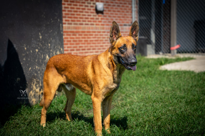 Shelter Stray Male Dog last seen Wilmar Road, Vanceboro, NC, 1639 Old Airport Rd, New Bern, NC 28562, USA