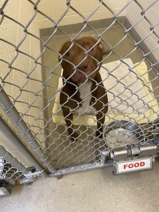 Shelter Stray Female Dog last seen Near 34th Ave SW, IRC AC, FL, 6230 77th St, Vero Beach, FL 32967, USA
