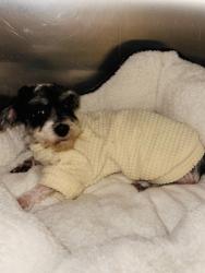 Shelter Stray Female Dog last seen Near sims dr, Cedar Hill, TX, 1150 E Pleasant Run Rd, Cedar Hill, TX 75104, USA