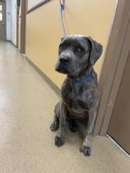 Shelter Stray Female Dog last seen Red Bird Ln./Duncanville Rd., Duncanville, TX, 1150 E Pleasant Run Rd, Cedar Hill, TX 75104, USA