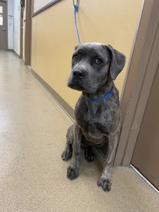 Shelter Stray Female Dog last seen Red Bird Ln./Duncanville Rd., Duncanville, TX, 1150 E Pleasant Run Rd, Cedar Hill, TX 75104, USA