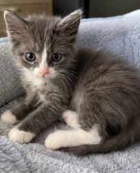 Shelter Stray Female Cat last seen Near Shepherds Path, 30034, GA, 3280 Chamblee Dunwoody Rd, Chamblee, GA 30341, USA