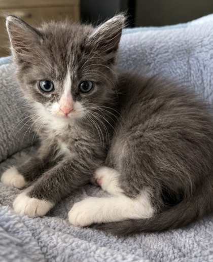 Shelter Stray Female Cat last seen Near Shepherds Path, 30034, GA, 3280 Chamblee Dunwoody Rd, Chamblee, GA 30341, USA