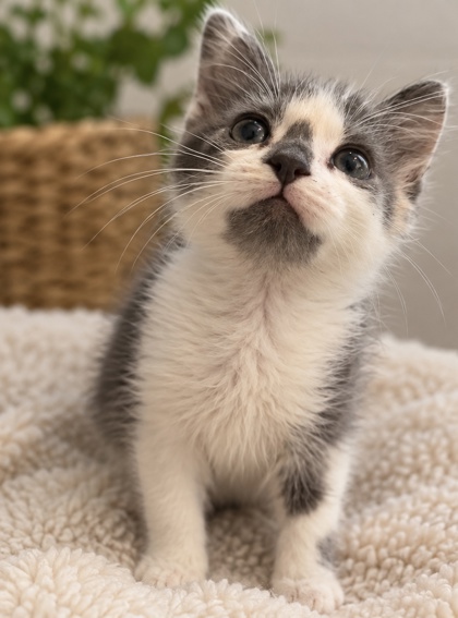 Shelter Stray Female Cat last seen Near Shepherds Path, 30034, GA, 3280 Chamblee Dunwoody Rd, Chamblee, GA 30341, USA