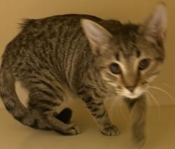 Shelter Stray Male Cat last seen Near Aylesbury Loop Decatur GA 30034, 30034, GA, 3280 Chamblee Dunwoody Rd, Chamblee, GA 30341, USA
