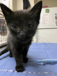 Shelter Stray Female Cat last seen Near SAM RITTENBERG BLVD, City of Charleston, SC, 2455 Remount Rd, North Charleston, SC 29406, USA