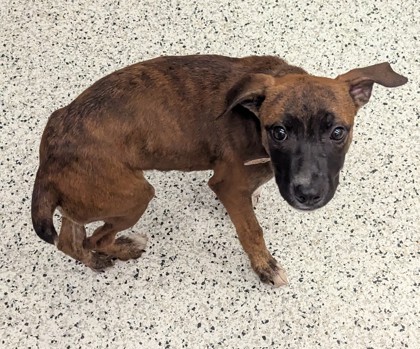 Shelter Stray Female Dog last seen Near Senoia Road, Fairburn, GA, 1251 Fulton Industrial Blvd NW, Atlanta, GA 30336, USA